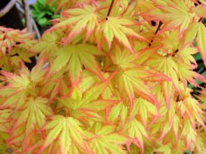 rośliny do ogrodu całorocznego