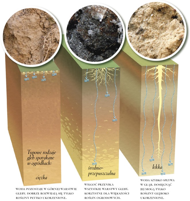 rodzaje gleb w polsce