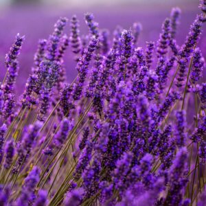 Close up Bushes of lavender purple aromatic flowers